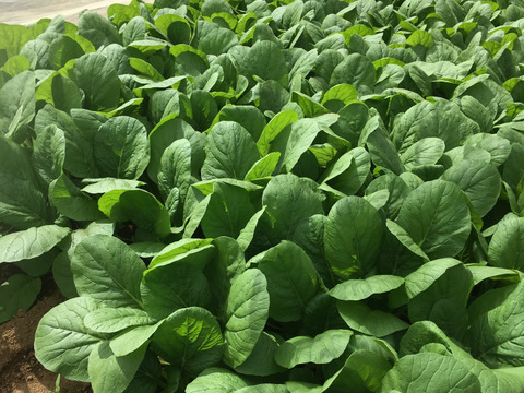 ほうれん草（200g x 3袋）+ 小松菜（250g x 2袋）　＜農薬・化学肥料不使用＞