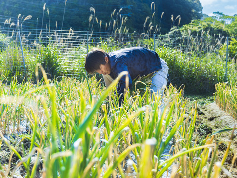 農薬不使用・化学肥料不使用のにんにく1kg！熊野の山々に囲まれ、清流古座川に育まれた土地で作る野菜