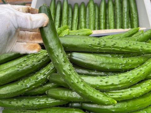 【特別価格】【訳あり】星３つ🌟新鮮朝採りきゅうり🥒1.8kg〜2.0kg色々詰め合わせ【千葉県旭市産】