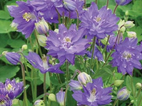 2個セット アクイレギア クレメンタインブルー オダマキ 宿根草 多年草