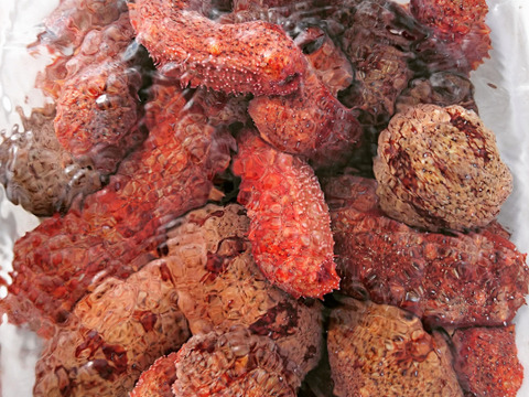 日本海で採れた赤ナマコ1キロ 2 4個 山口県産の魚介類 食べチョク 産地直送 産直 お取り寄せ通販 農家 漁師から旬の食材を直送