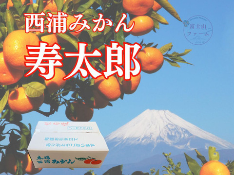 みかん 【西浦みかん 約9キロ箱込】訳ありみかん 寿太郎みかん わけあり 西浦みかん 静岡産 【3月上旬までの季節限定品！】