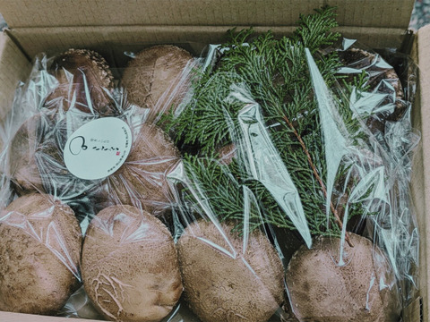 【知らなくて損してない？】★木から栽培する本格派！形自慢
約800～1kg(60サイズ)【日時指定不可】