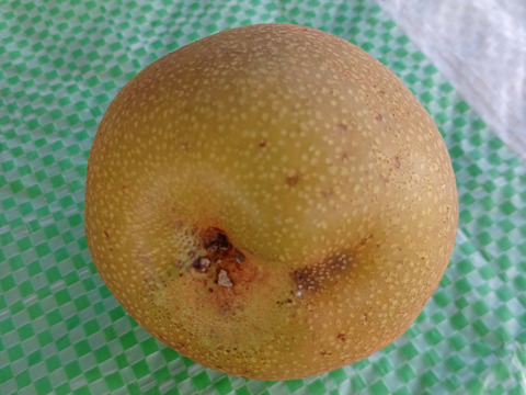 自然栽培の訳あり梨１キロ60サイズ