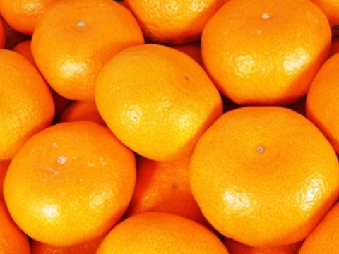 濃厚な甘味とあふれる果汁！石地温州みかん🍊　約5kg