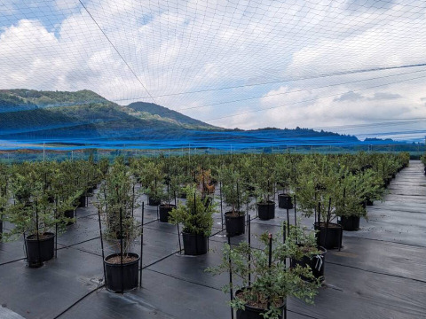 甘さ抜群！品種mix冷凍ブルーベリー250g×2p