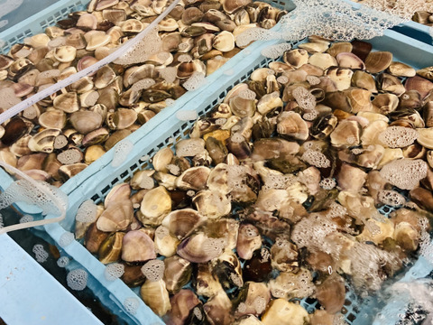 液体冷凍はまぐり　1個30-60 g（中小）　   約500g×8パック