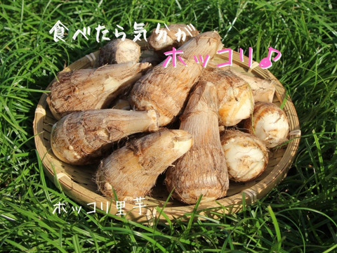 【ホク♪ホク♪】無農薬で作った「ホッコリ里芋」３キロ　九州は福岡県産