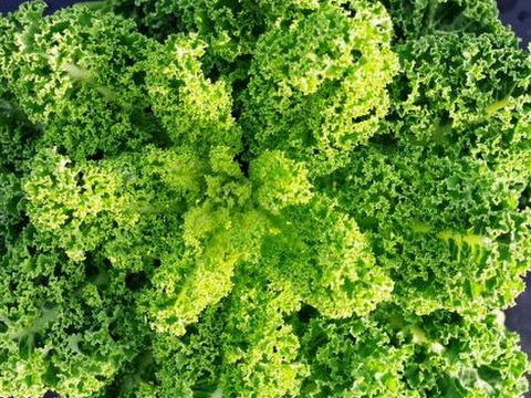 【ご予約受付中】地域循環！季節の野菜詰め合わせ（固定種・農薬不使用）※個別包装タイプ