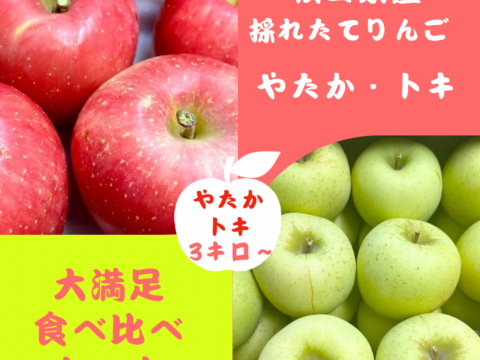 【りんご食べ比べセット】トキ やたか りんご 3kg 採れたて直送 リンゴ 美味しい ギフト 家庭用 美味しいりんご おすすめ 果実 フルーツ ツガル お取り寄せフルーツ お試し 青リンゴ 黄色りんご