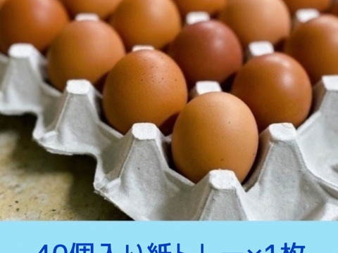 食欲の秋到来‼　ボリューム満点　秋タマゴ×40個‼