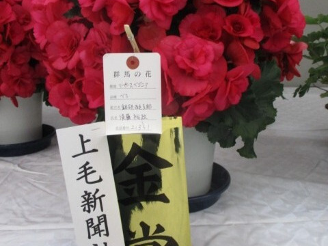 【贈答用】鮮やかなマゼンタカラーは見る人を魅了します。エラチオールベゴニア【ベラ】５寸