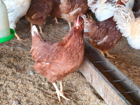 【期間限定】平飼い鶏の初産み卵 6個入×2パック 12個入 ギフトにもおすすめ♪ 遠藤農園 埼玉県加須市 後藤もみじ卵