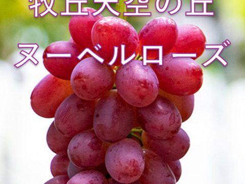 「牧丘天空の丘　ヌーベルローズ」 約1kg(2～3房) 10月1日～発送