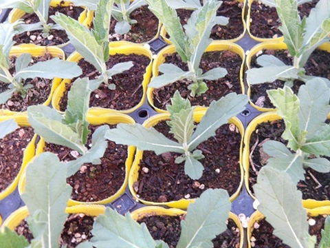 2個セット バーベナ リギダ ポラリス  宿根草 多年草 花壇苗 イングリッシュガーデン