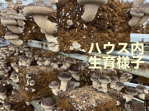 BBQ 完全菜食主義者ヴィーガンの方ご好評肉厚椎茸大