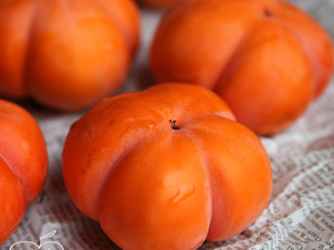 今季最終・富山の四谷柿（よたんがき）ご家庭用2.5kg前後