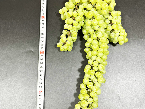 【ドライフルーツ】凝縮された甘さ！軸付き干しぶどう（ネヘレスコール、約100g）