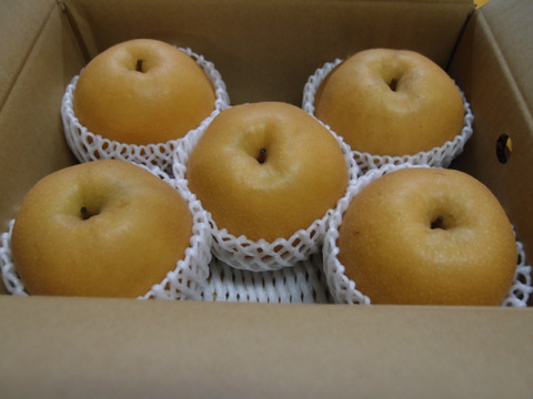 【鳥取県産】新高 梨 約3kg