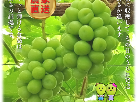 甘々シャインマスカット2房1.2kg★8月発送【お徳用】岡山県産◎農家直送