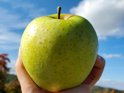 訳あり 王林 3キロ箱11～13玉