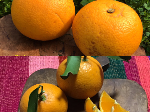 採れたてお届け！清見オレンジ1kg&爽やか八朔1kgセット【農薬不使用】