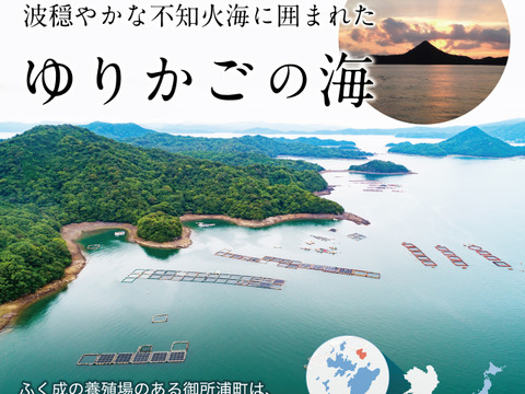 芳醇な香り‼真鯛の胡麻醤油漬け【Firesh®︎】※解凍するだけ‼組み合わせ自由！【単品商品】