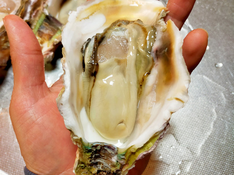 【生食】小ぶりで美味！
ミネラルたっぷり島根県産岩牡蠣(S20個入)