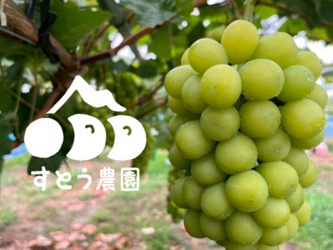 【個性ありお得】大きく、とにかく大きく育てたシャインマスカット（1.6~2kg２房～３房)