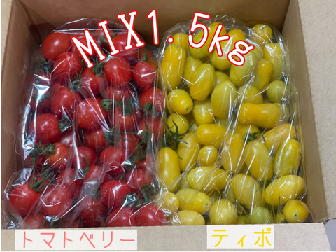 【食べ比べ 】 2色のトマトで色鮮やかな食卓を　完熟ミニトマト&ティポのセット1kg【千葉県旭市産】