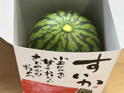 【ギフト専用】 1玉入り本当に甘い 小玉スイカ スイカ  秋田県産 スイカ 夏の風物詩 ギフト お中元 夏丸 暑中見舞い 美味しい 甘い チッチェ 夏丸チッチェ 旬 お中元 ギフト ご家庭