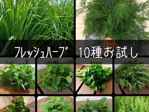 10種のハーブ ちょっぴりを たっぷり フレッシュハーブ詰め合わせ 和歌山県産の野菜 食べチョク 産地直送 産直 お取り寄せ通販 農家 漁師から旬の食材を直送