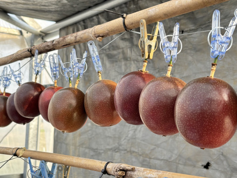 甘い南国の味。パッションフルーツ（6個入り）