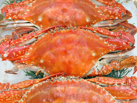 【浜名湖産】茹で湖宝蟹(本渡り蟹)１杯約200～500ℊ詰め合わせて1kg