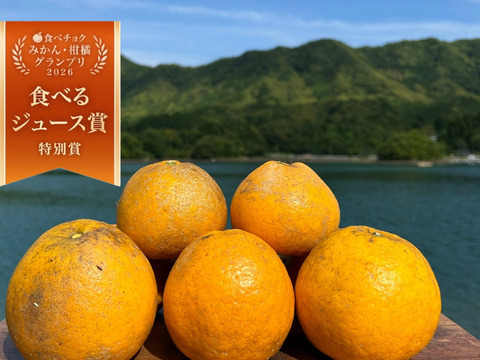 お試し箱込み1kg 自然栽培の紅河内晩柑（ジューシーオレンジ）栽培期間中に農薬、化学肥料不使用　【熊本県天草特産】