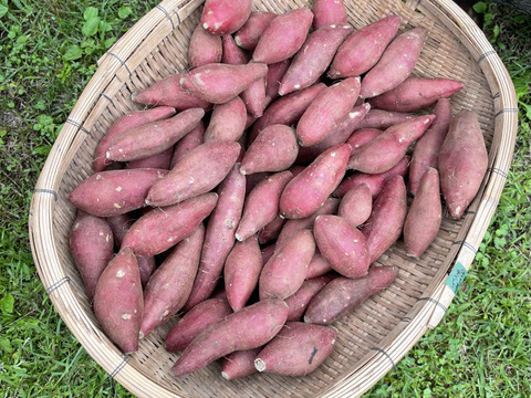 ◆南阿蘇村◆星ヶ峰農園の熟成紅はるか◆S&SSサイズ5㎏◆