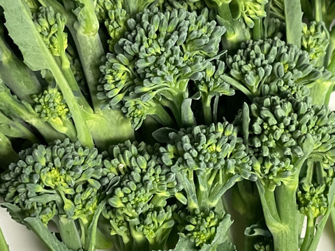 再販の茎ブロッコリーを200gお届け