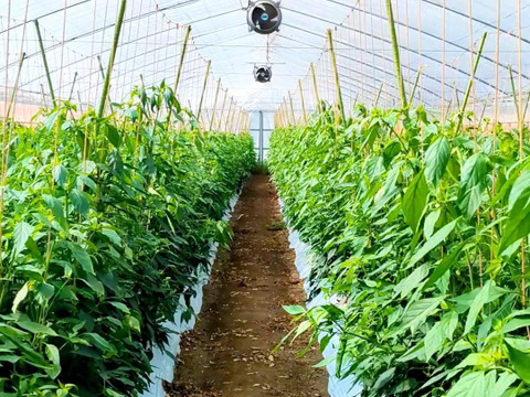 【予約販売】京都・舞鶴産 朝採れ万願寺とうがらし 良品 約200g【ポスト投函便】