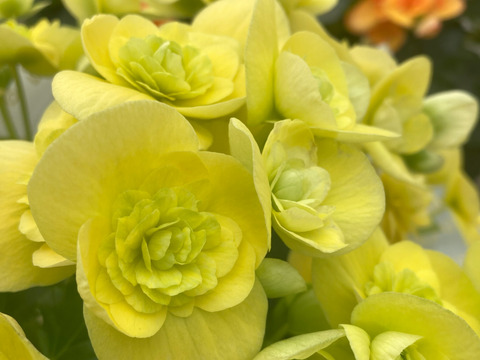 【贈答用】他では手に入らない最高級品。エラチオールベゴニア【バスケット2入】５寸