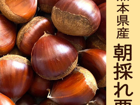 収穫終盤🌰
感謝セール！リピーター多数！旨味しっかり！朝採れ『熊本県産和栗』3kg