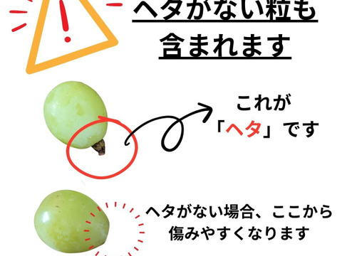 【粒】シャインマスカット 訳あり700g（約350g×2パック）長野名産・皮ごとパクっと食べられるぶどうを粒で！ 9月下旬以降#NGM0B007