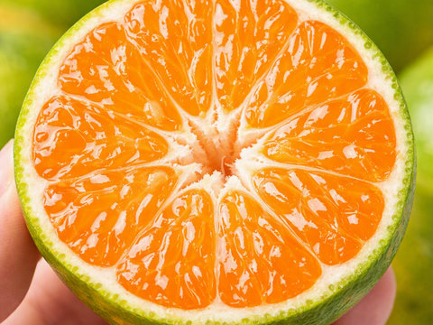 極早生みかん 4kg🍊｜爽やかな甘み・薄皮で食べやすい｜ゆら早生／YN26