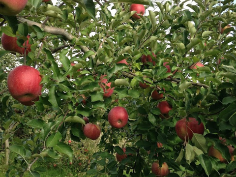 ギフトにも。小布施の葉とらずりんご＆ジュースのセット