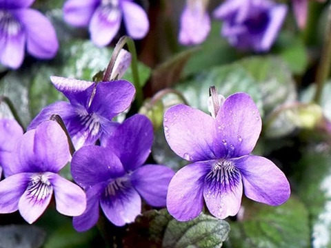 2個セット 黒葉ビオラ ラブラドリカ ブルーガーデン カラーリーフ 宿根草 多年草 花壇苗 イングリッシュガーデン