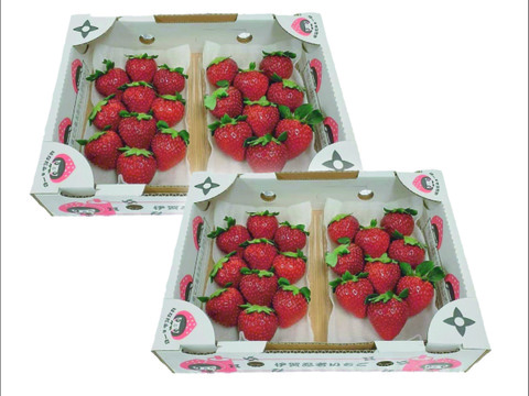 二箱4パック入り 平パック いろいろなサイズ 『モカベリー』 完熟いちご  苺 いちご 果物 贈答品 ※時間指定は可能です。