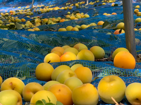 【予約販売】芳醇な甘い香りが広がる南高梅（完熟梅）｜梅シロップ・梅酒・梅干しにおすすめ｜2Lサイズ以上｜良品相当（C級）5kg｜やまと農園（和歌山県みなべ町）