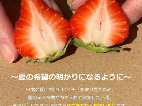 生食できる夏イチゴ 6月～11月発送 秋田県産 なつあかり 夏のしずく ご自宅用 ケーキやスイーツに 小粒サイズ  2トレー 500g