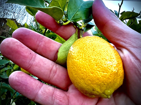 The citrus【mini LEMON】ミニレモン 約1kg