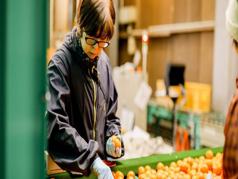 【冬ギフト】糖度保証12度以上！ 超特選有田みかん 船林 14個入り　※11月下旬発送開始