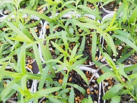 2個セット アキレア ノブレッサ ホワイトガーデン 宿根草 多年草